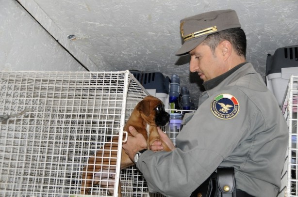 La fine di un incubo per il piccolo cucciolo
