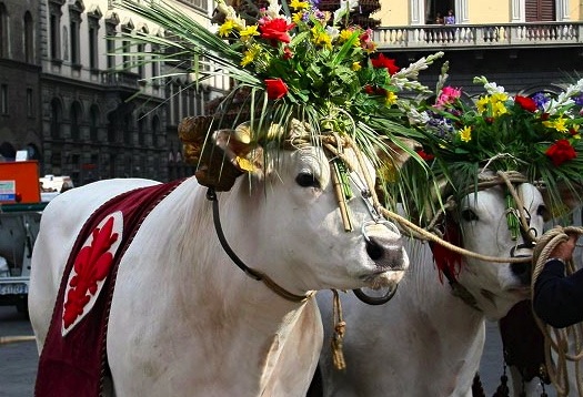 I bovi per lo scoppio del carro