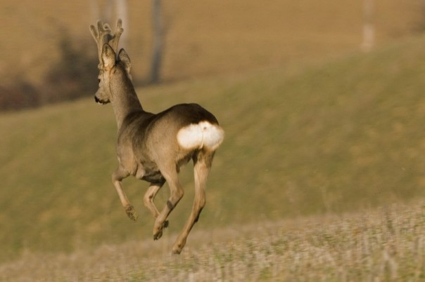 Un capriolo in libertà sulle colline (foto F. Cianchi)