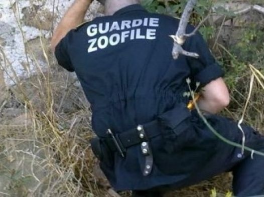 Le Guardie zoofile cercano volontari in Valdarno