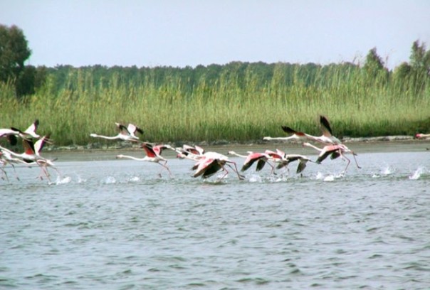 Laguna di Orbetello - Oasi Wwf