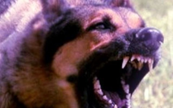 Un pastore tedesco simile a quelli che ha azzannato il bimbo di 18 mesi a Siena