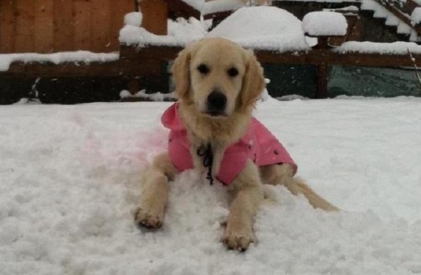 La cagnolina Mia che a Livorno ha salvato da un incendio un intero condominio