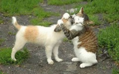 A Terrafino il primo centro per la cremazione di animali domestici