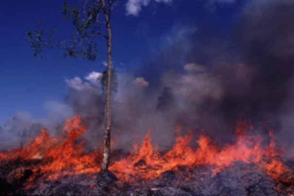 Uno degli incendi dolosi sui Monti pisani