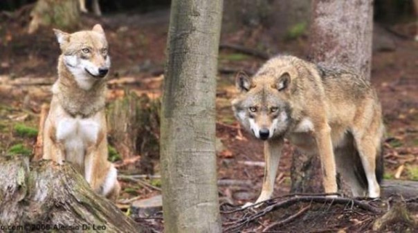 Taglia di 1.000 euro contro i lupi, l'ha vuole mettere un allevatore del senese