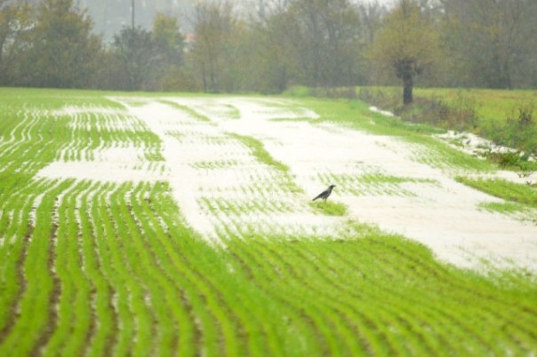 Il maltempo flagella i campi seminati nell'aretino