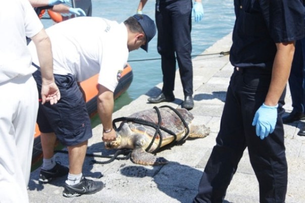 Tartaruga Caretta Caretta curata e liberata a Livorno