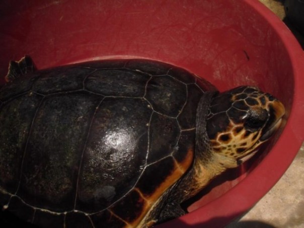 Tartaruga salvata al largo delle Secche di Vada