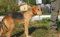 La maggior parte dei 72 cani custoditi nel canile di Pratolino sono stati restituiti ai proprietari