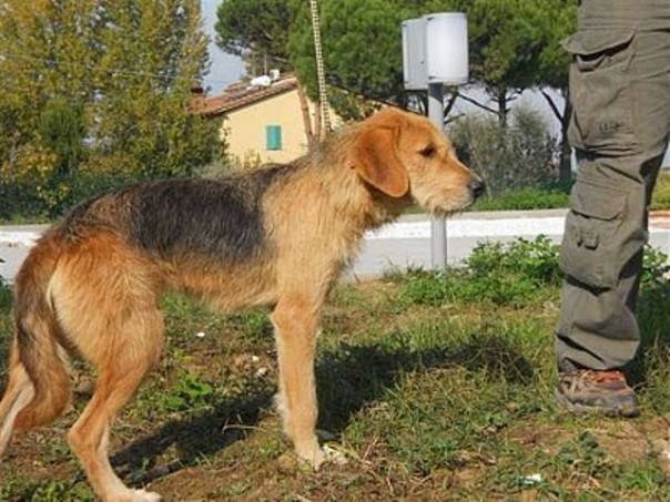 La maggior parte dei 72 cani custoditi nel canile di Pratolino sono stati restituiti ai proprietari