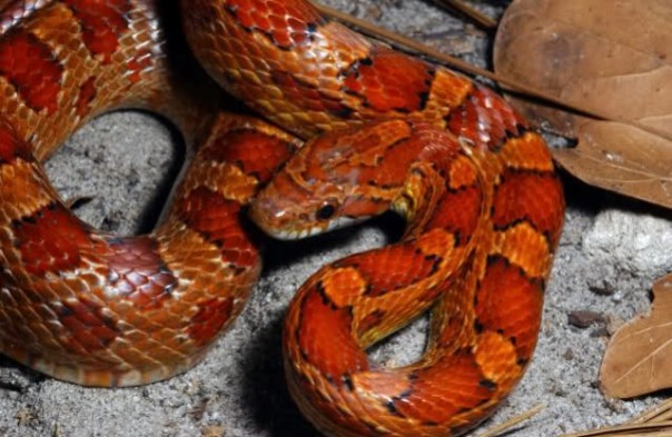 Serpente del grano catturato a Follonica