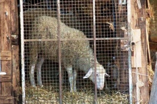 Blitz animalista contro la macellazione