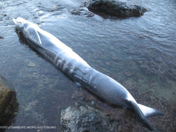 Cucciolo di balenottera spiaggiato e morto all'Elba