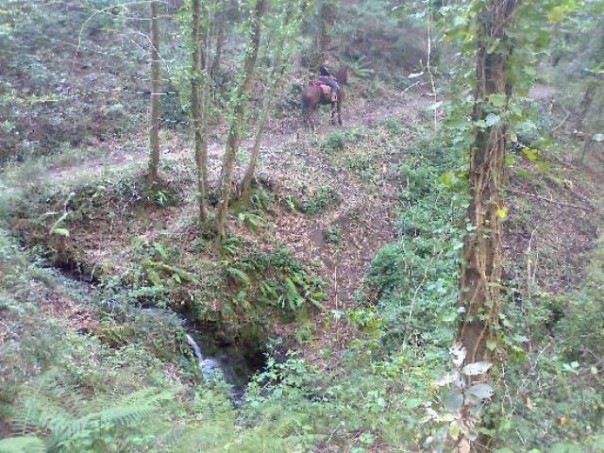 I boschi di Tirli nel grossetano