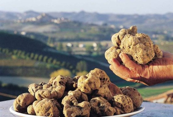 Il tartufo bianco di San Miniato