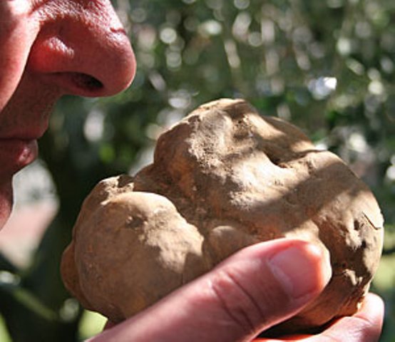 Il tartufo bianco di San Miniato alla 43.ma Mostra Mercato