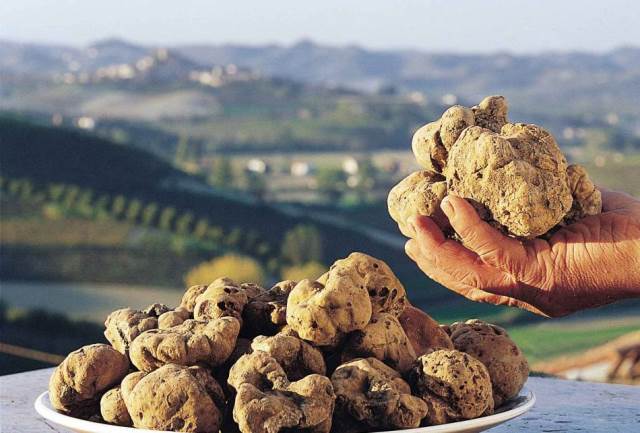 Il tartufo bianco di San Miniato
