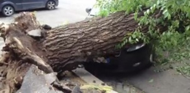 Il tronco caduto che ha provocato l'incidente