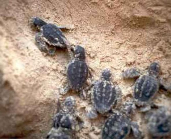 Le piccole tartarughe Caretta Caretta