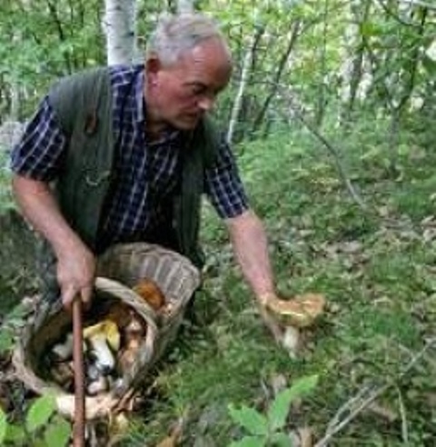 Per cercare e raccogliere i funghi servono cognizioni per evitare gravi intossicazioni