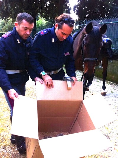 I poliziotti del reparto a cavallo di Firenze