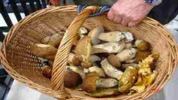 Toscana, 35 intossicazioni da funghi dal 22 ottobre
