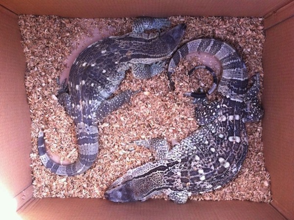 I due rettili abbandonati stamani alle Cascine