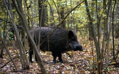 L'incidente durante una battuta di caccia al cinghiale