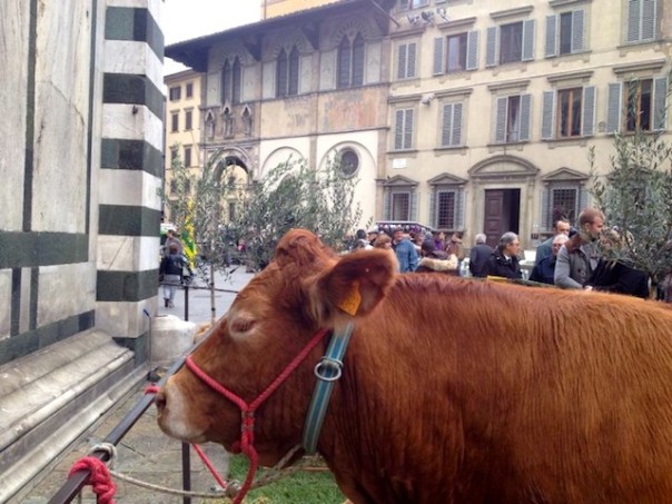 Oltre ai trattori anche animali dell'aia in centro a Firenze