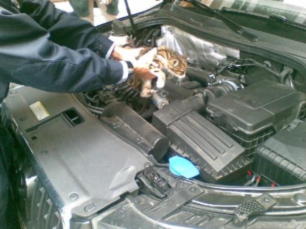 Il gattino incastrato nell'auto