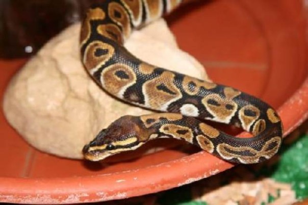 Pitone reale fugge da giardino e viene schiacciato da auto in Versilia