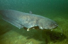 Il pesce siluro può arrivare a oltre due metri di taglia
