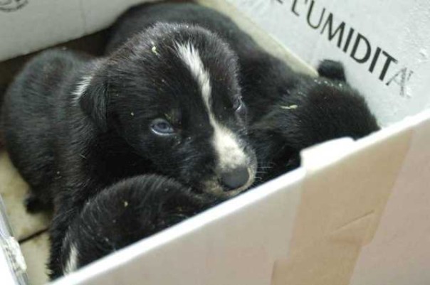 Compravendita di cani dalla Bulgaria, denunce