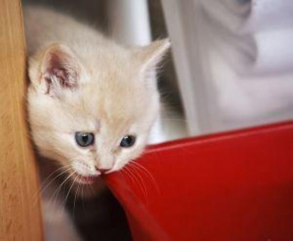 Micio dilaniato da due cani a Pisa