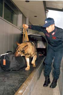 Un'unità cinofila dell'Arma 