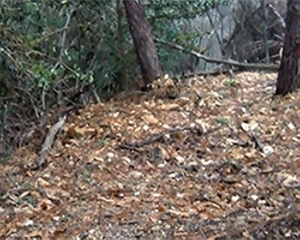 Il luogo dove secondo la sensitiva sarebbe sepolta Roberta Ragusa