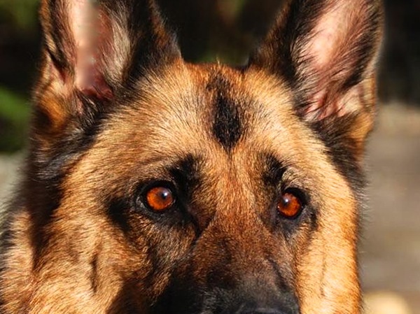 Bocconi avvelenati in riva all'Arno nella zona di Empoli