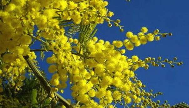 Mimosa per la festa della donna