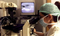 Uno dei momenti più importanti della fecondazione artificiale al microscopio elettronico