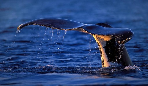 santuario cetacei pelagos