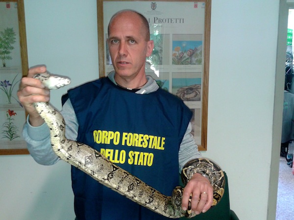 Il boa ritrovato in una casa a Rifredi