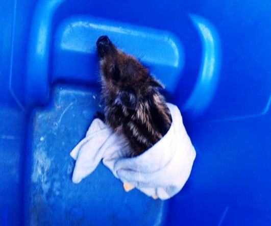Il cucciolo di cinghiale recuperato in mare a Rosignano. Foto dalla pagina Facebook di Marina Cala de' Medici