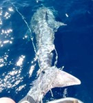 L'esemplare di squalo femmina a largo della Meloria