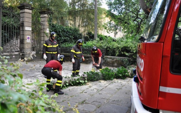 Ramo d'albero caduto sul Viale Michelangelo4