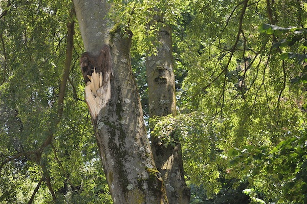 L'innesto dell'albero dove si è staccato il ramo che ha ucciso Alice e la zia Donatella