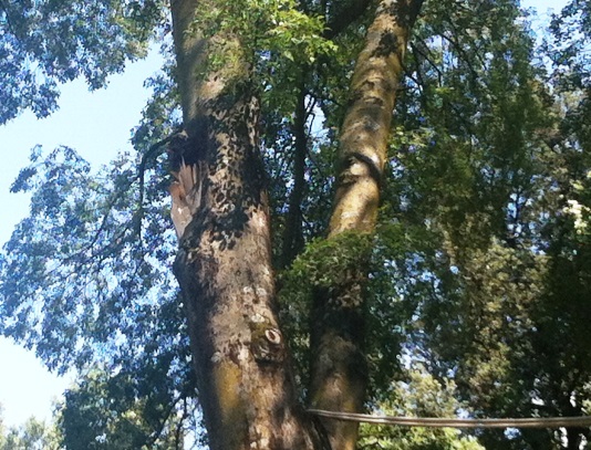 Cascine, il punto di distacco del ramo killer del bagolaro