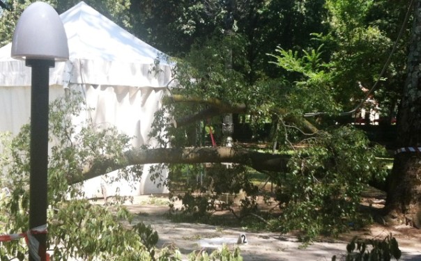 Cascine, il ramo killer del bagolaro