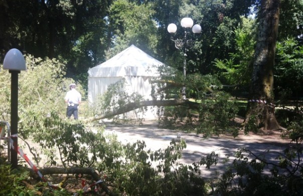 Parco delle Cascine, il ramo crollato