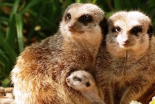 I suricati dello zoo di Pistoia